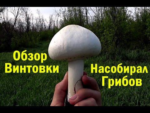 Видео: Обзор и Тест Моей Пневматической Винтовки. Насобирал Грибов