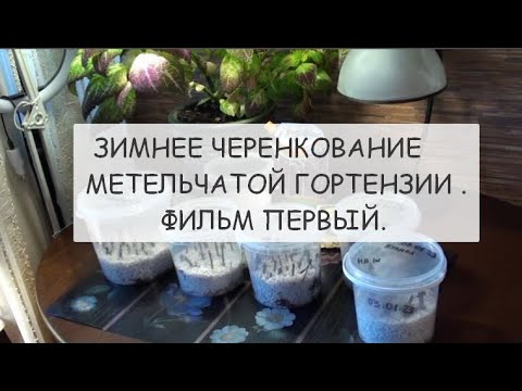 Видео: Зимнее черенкование метельчатой гортензии .Фильм первый.