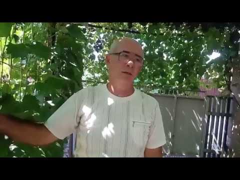 Видео: Технические (винные) сорта винограда на приусадебном участке Алексея Бойко