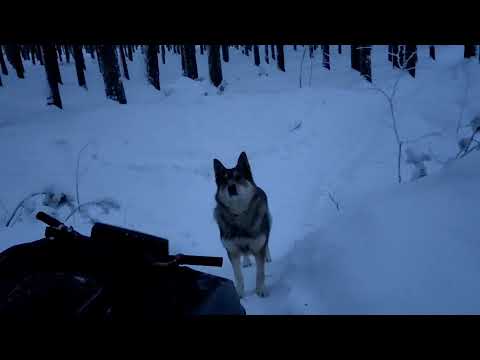Видео: Мотобуксировщик Мужик, люкс 600 с ДВС 17лс и карбюратором К-63. Едем в лес за дровами.