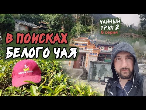 Видео: Шоумэй, Бай Мудань, Байхао Иньжень.  В поисках белого чая. Горы Таймушань / уезд Фудин.