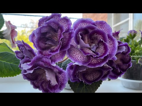 Видео: Цветущие Глоксинии ❤️