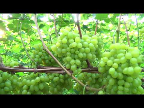 Видео: Аркадия на 9 августа 2017г.