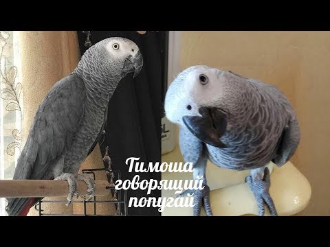 Видео: Тимоша говорящий попугай, порода Жако. Подборка видео #2