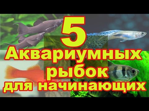 Видео: 5 неприхотливых аквариумных рыбок для начинающих