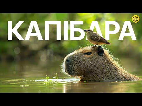 Видео: КАПІБАРА: Найспокійніша ТВАРИНА планети | Чому ВСІ люблять КАПІБАРУ? | Цікаві факти