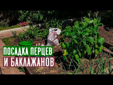 Видео: ПЕРЕЦ И БАКЛАЖАН 🍆 Посадка в открытый грунт / Садовый гид