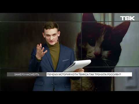 Видео: История кота Твикса: реакция общественности