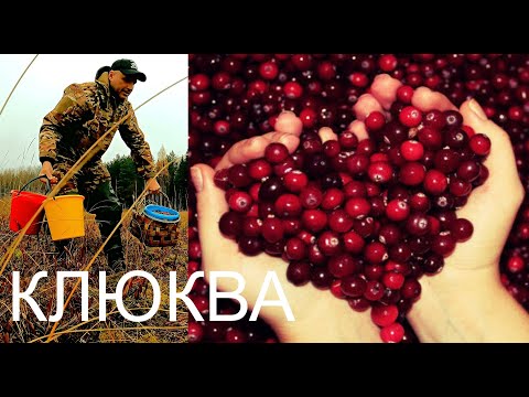 Видео: Грибник нашёл залежи ягоды! Собирай сколько унесёшь клюквы, глаза разбегаются! Сбор ягод в Карелии