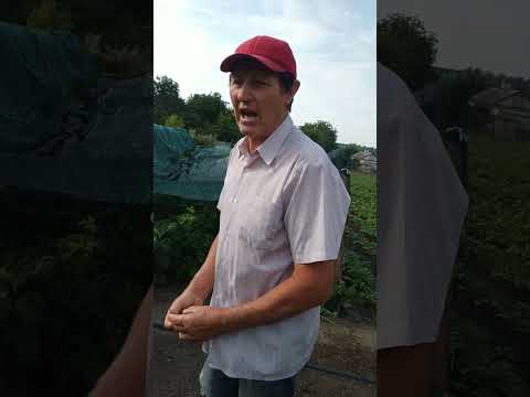 Видео: Липнева картопля #малина Феномен #малина Джоан Джей#
