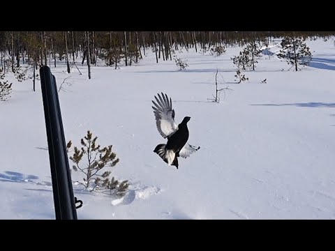 Видео: Охота на тетерева