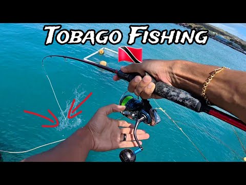 Видео: Эта гигантская рыба не устояла перед креветками-приманками | Рыбалка в Тринидаде и Тобаго 🇹🇹