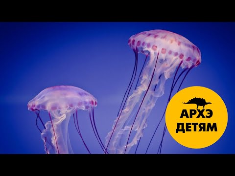 Видео: Медузы и все, кто на них похожи| Вадим Марьинский (выпуск 3)