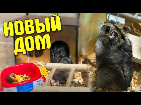 Видео: СДЕЛАЛИ НОВЫЙ ДОМ ДЛЯ ХОМЯКОВ!