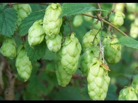 Видео: Хмель для пивоварения. Посадка. Сбор. Хранение.