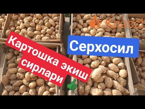 Видео: Картошка экиш сирлари куп хосил олиш батафсил