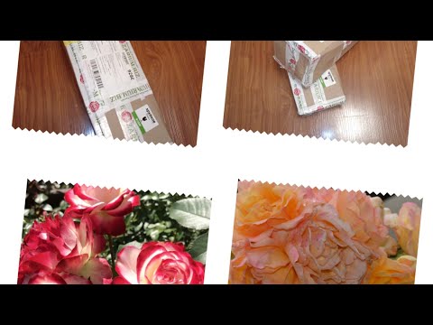 Видео: распаковка посылок из питомников роз