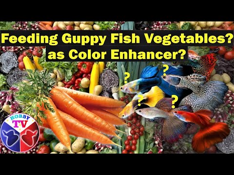 Видео: Кормление гуппи овощами для яркой окраски