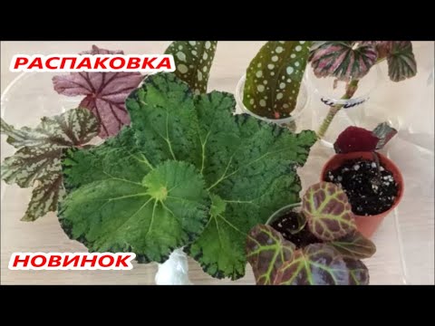 Видео: РАСПАКОВКА посылок  🌺 Новинки  БЕГОНИЙ Декоративных и ПРИРОДНИКОВ 👍