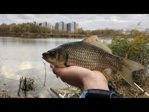 Видео: КАРАСЕВЫЙ рай! Ловля карася на поплавок осенью.