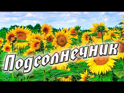 Видео: Подсолнечник. Выращивание из семян, посадка и уход. Наш эксперимент в рубрике "Дачный визит".