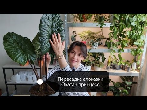 Видео: ПЕРЕСАДКА. АЛОКАЗИЯ Юкатан Принцесс.
