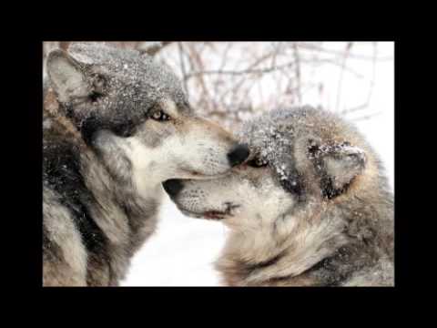 Видео: Моя волчица