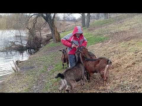 Видео: Козам даем чеснок для профилактики от паразитов