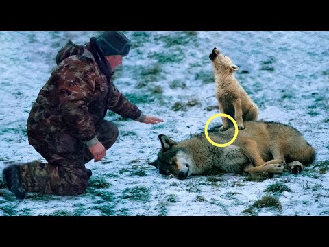 Видео: Мужчина спас плачущего волчонка и его мать-волчицу, через несколько дней он что-то получил