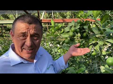 Видео: ЛИМОН КАСАЛИКЛАРИНИ ДАВОЛАШ...ИФОДА.
