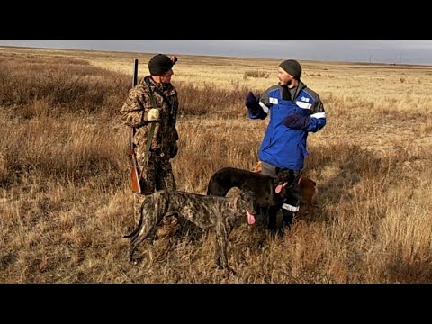 Видео: Охота на зайца с борзыми, грейхаунд. Заяц укрылся в норе, но от ягдтерьера  там не уйти.