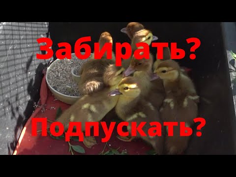Видео: Мускусные утки Забирать ли утят у мускусной утки или подпускать Сельская Жизнь