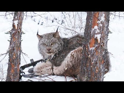 Видео: Спасение животных шанс на жизнь! Спасения из  браконьерских ловушек