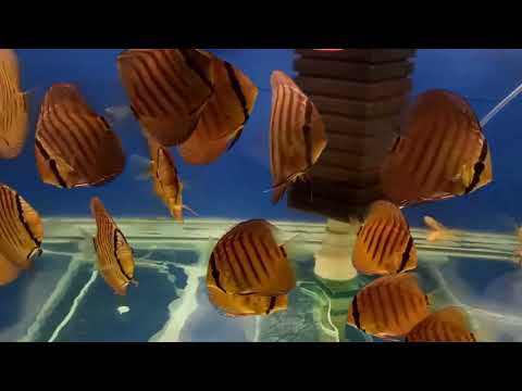 Видео: Препараты из Таиланда.
