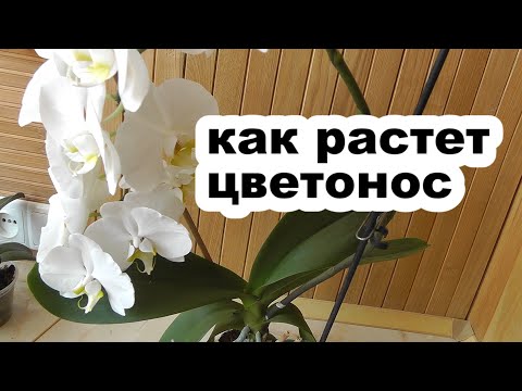 Видео: как отличить цветонос от корня. Как формируется цветонос у орхидеи