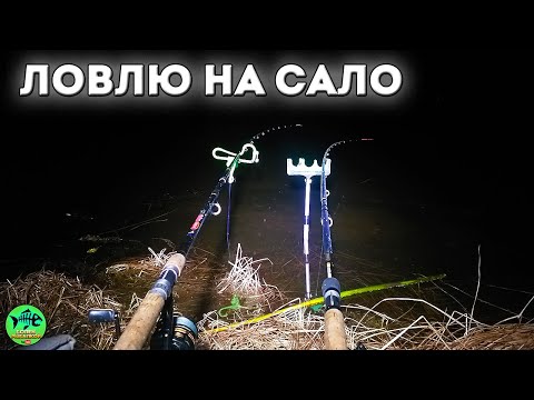 Видео: ОБАЛДЕЛ от результата. На САЛО реально клюет🐟🐟🐟. РЫБАЛКА С НОЧЕВКОЙ. Рыбалка на фидер