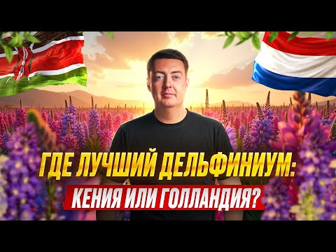 Видео: Дельфиниум из Кении: стоит ли брать вместо Голландии? | Плантация Flora Delight | Цветы оптом