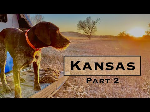 Видео: Kansas Quail часть 2 — Молодые стрелки добиваются успеха!
