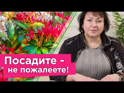 Видео: САМЫЙ КРАСИВЫЙ ЦВЕТОК ДЛЯ ТЕНИ! Посадите в саду и любуйтесь необычным цветением без лишних хлопот