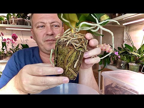 Видео: ПРОДАВЕЦ ОРХИДЕИ подсунул ГНИЛУШКУ и с мертвыми корнями орхидею НО Я РАД орхидея РЕДКАЯ и ДОРОГАЯ