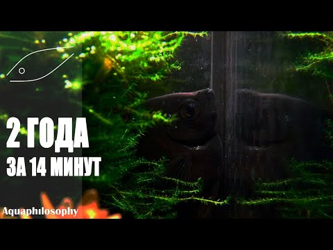 Видео: Разведение скалярий. Размножение скалярий. Выращивание скалярий. Нерест.