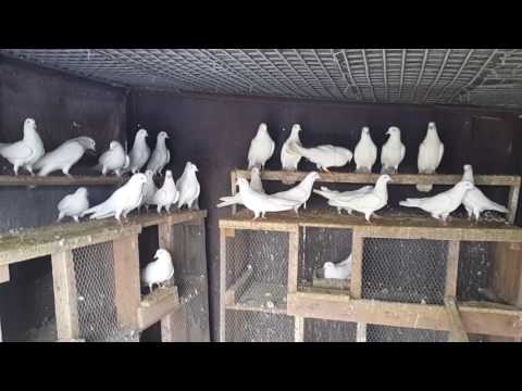 Видео: Пазарджишки гълъби на Т Д Т СтЗ