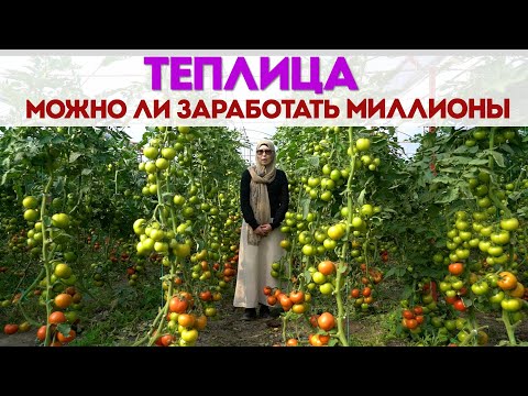 Видео: Сколько урожая можно получить в теплице. Теплицы Кыргызстан. Богатый Выбор