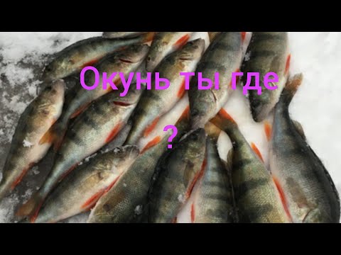 Видео: РЫБАЛКА НА ОКУНЯ /НА БЕЛОМ ОЗЕРЕ!!!!!!!!!!