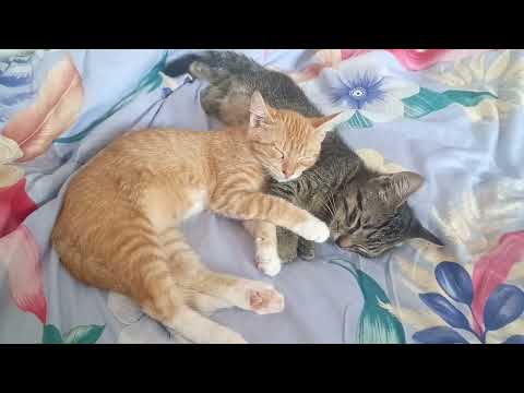 Видео: Наши котики😊