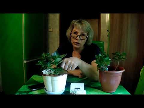 Видео: Купили больное каланхоэ - что делать?