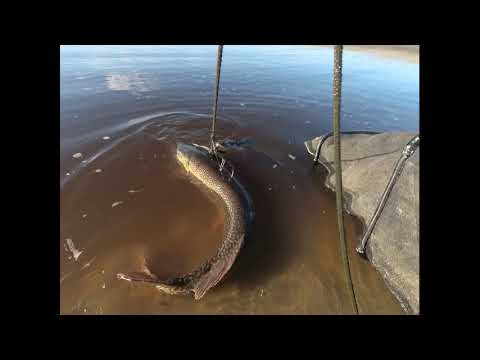 Видео: Иртыш конец сентября 2022