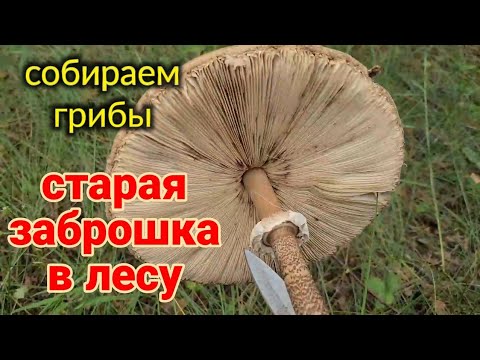 Видео: Ейск-Рошаль🌹Собираем грибы. Старая заброшка в лесу😱