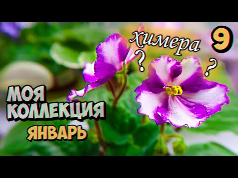 Видео: Моя домашняя коллекция ФИАЛОК. Новые сорта фиалок из моей коллекции. Красивые фиалки на подоконнике