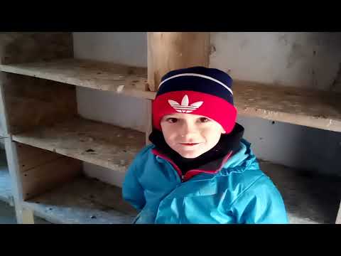 Видео: Владимир и его николаевские голуби.